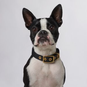 main image for black all weather dog collar